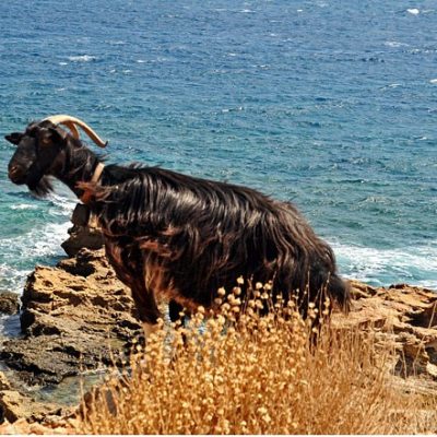 15.9 ΚΑΣΤΕΛΙ - ΕΛΟΣ - ΕΛΑΦΟΝΗΣΙ - ΦΑΛΑΣΣΑΡΝΑ