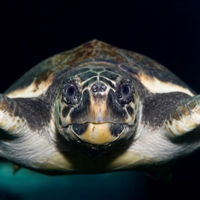 Enidreio 10 - Foto apo site tous