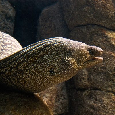 Enidreio 9 - Foto apo site tous