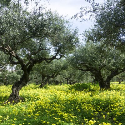 bio-sitia-olive-trees_0.jpg