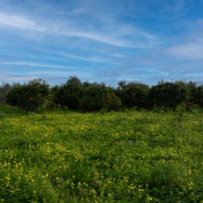 c8da54fc-a04d-4bcc-8d23-e19349d75ff6