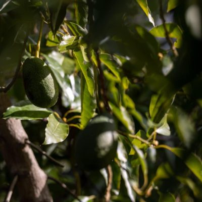 fa863808-59b1-44ce-ac29-a13ed0b4553f