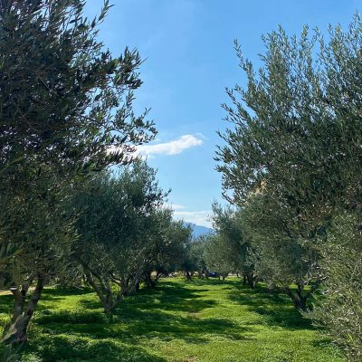 picnic_landscape_1